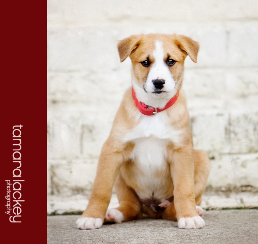 pet photography, Tamara Lackey, Dasher