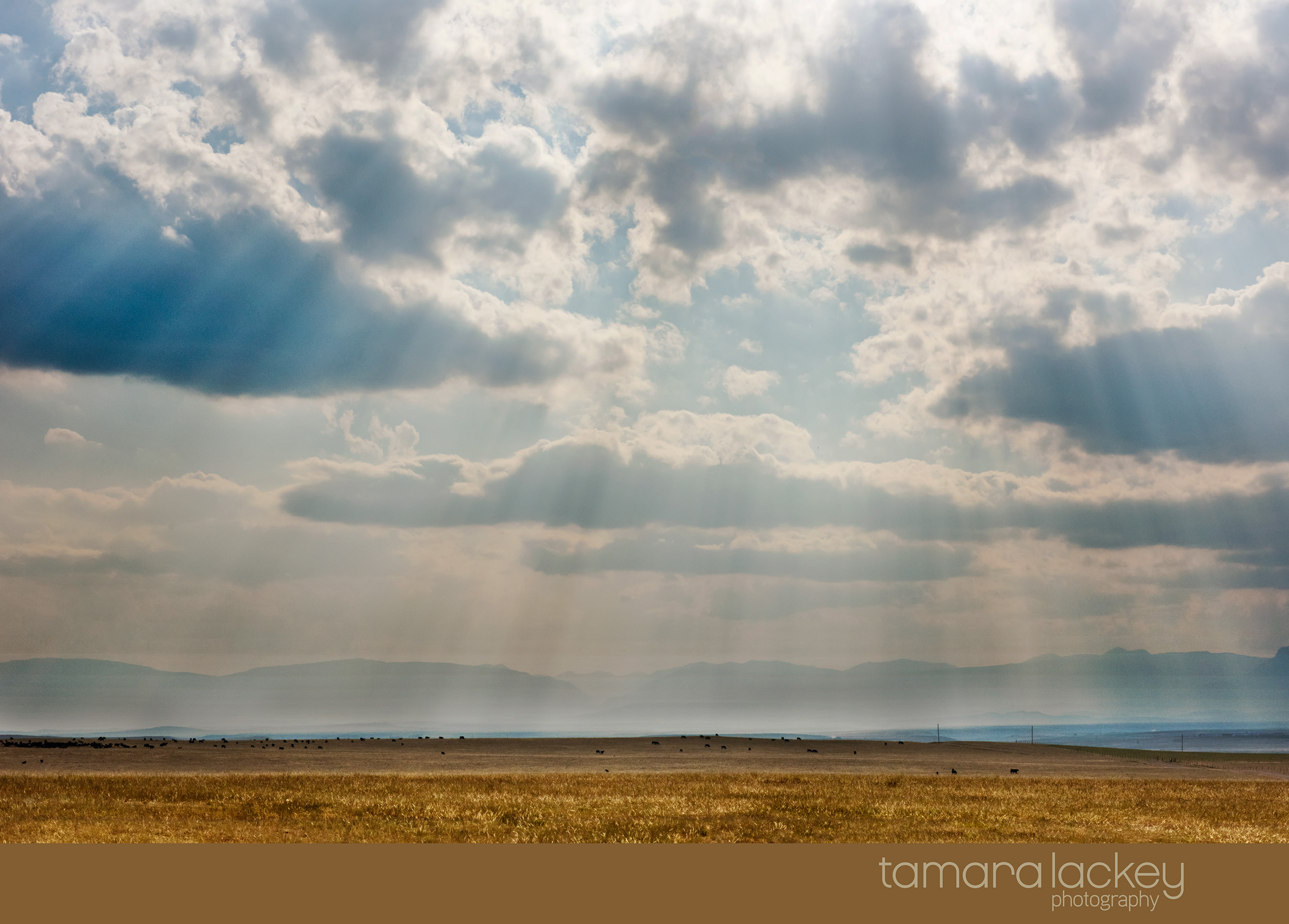 Tamara Lackey, Tamara Lackey Photography