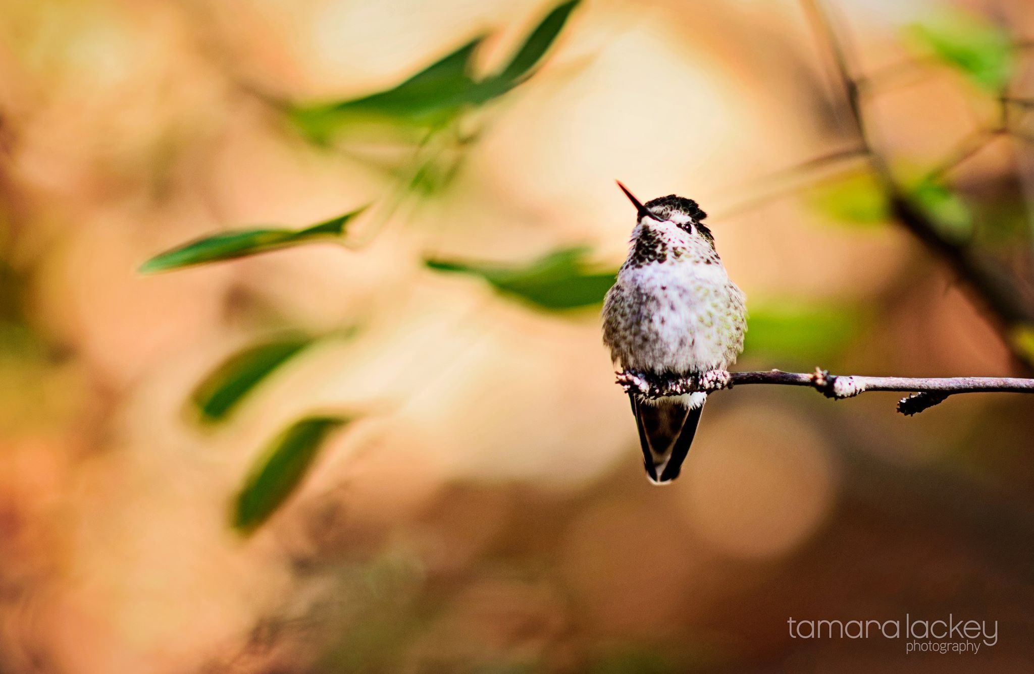 Tamara Lackey, Tamara Lackey Photography,