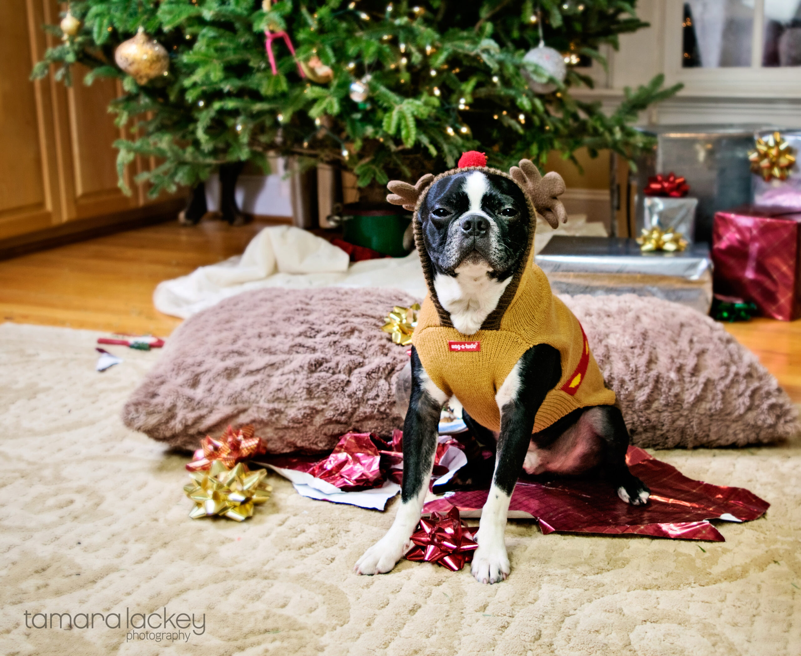 Tamara Lackey, Mugsy, Tamara Lackey Photography
