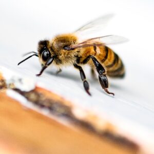 A female worker bee prepares to take flight from the hive.