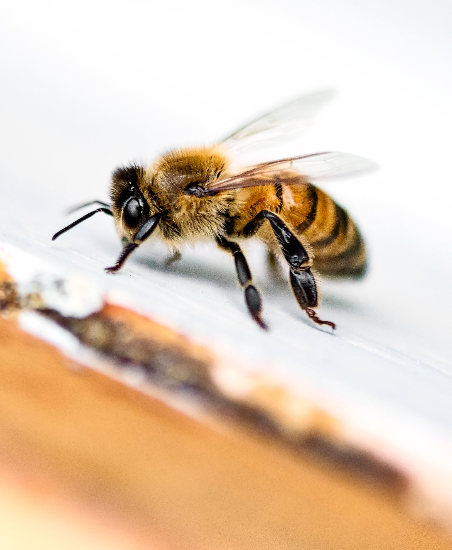 A female worker bee prepares to take flight from the hive.