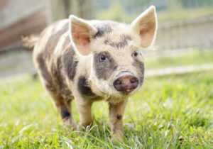 Nikon, piglet, animal rescue, Tamara Lackey, Nikon Ambassador, pig, reDefine Show, Adorama