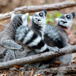 The Land of Lemurs photography by Tamara Lackey using Nikon Cameras