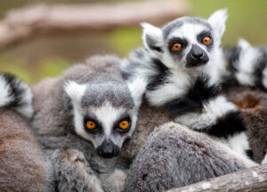 The Land of Lemurs, photography, Tamara Lackey, Nikon Camera, Duke Lemur Center, D850, Nikon Ambassador