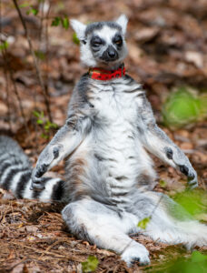 The Land of Lemurs photography by Tamara Lackey using Nikon Cameras