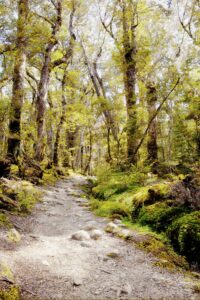 Kepler Track, Hiking, Fjordland National Park, Fjordland, New Zealand, Photography Workshop, Tamara Lackey, Nikon Ambassador, Trails, Trees, Trail in the woods, forest