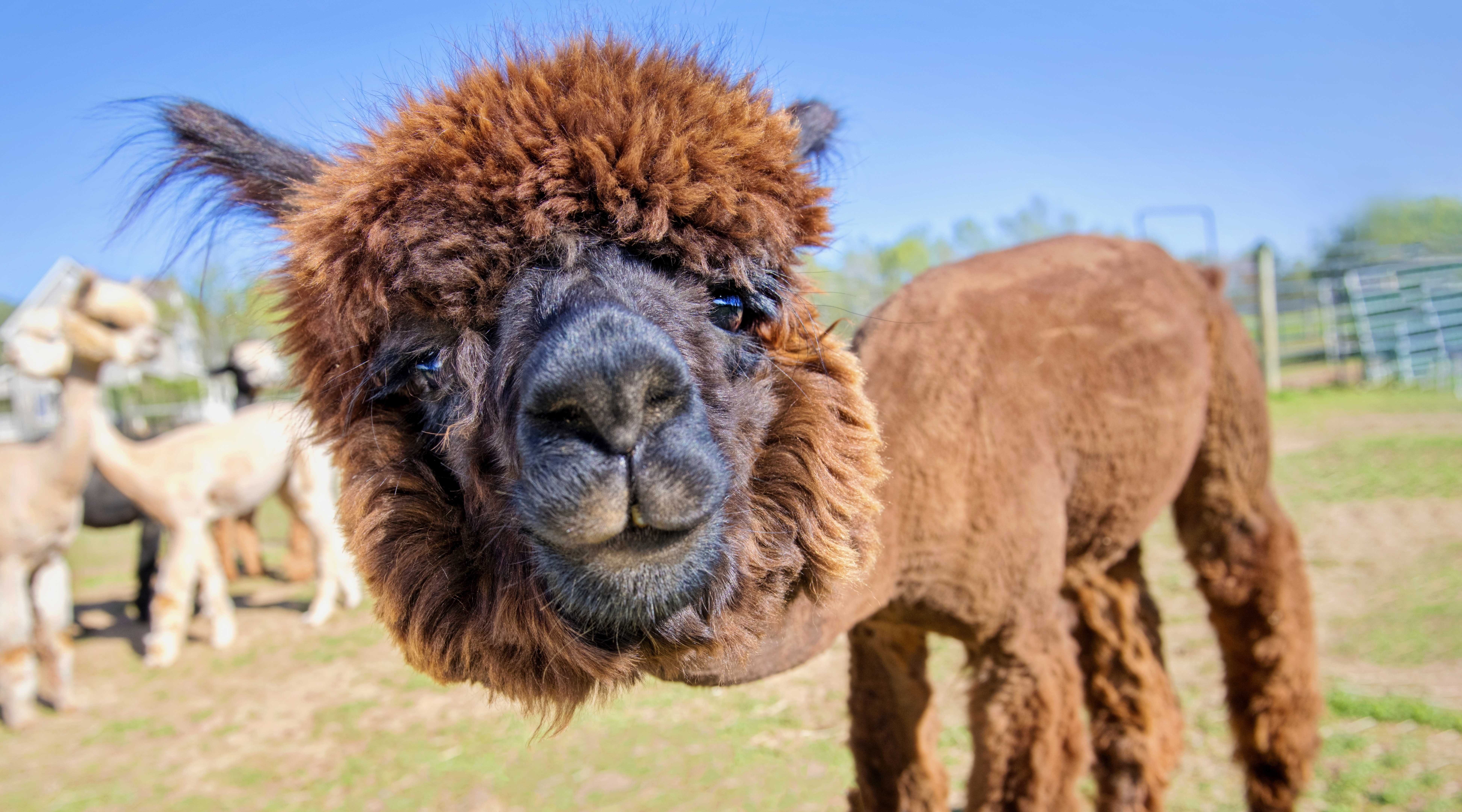 Alpaca, Tamara Lackey, Nikon, Adorama, D850, wildlife photography