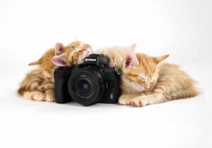 Nikon campaign, Nikon Ambassador, kittens, Nikon Z50, orange kitties, Mirrorless cameras, profoto strobes, ON1, Tamara Lackey
