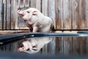 Pet pigs, reflections, pig, Tamara Lackey, PBS, Chasing Frames, Nikon Ambassador