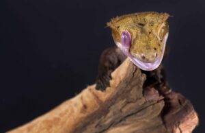 reDefine Show, lizards, reptiles, national history museum, raleigh, north carolina, Nikon D850, westcott lighting, ON1, Tamara Lackey