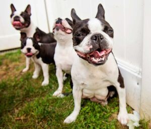 Nikon D850, Nations Photo Lab, Print Lab, Boston Terrier, Pups, Tamara Lackey, Nikon Ambassador