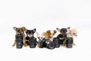 Puppy Portraits, Camera Gear, Nikon, Puppy Campaign, chihuahua, Nikon Ambassador