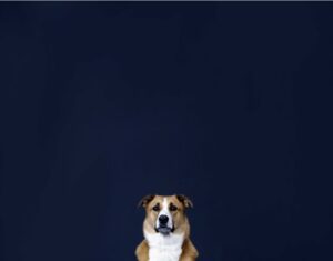 dog rescue, puppy, animal, negative space, minimalist, navy blue, australian shepherd, tamara lackey, nikon ambassador