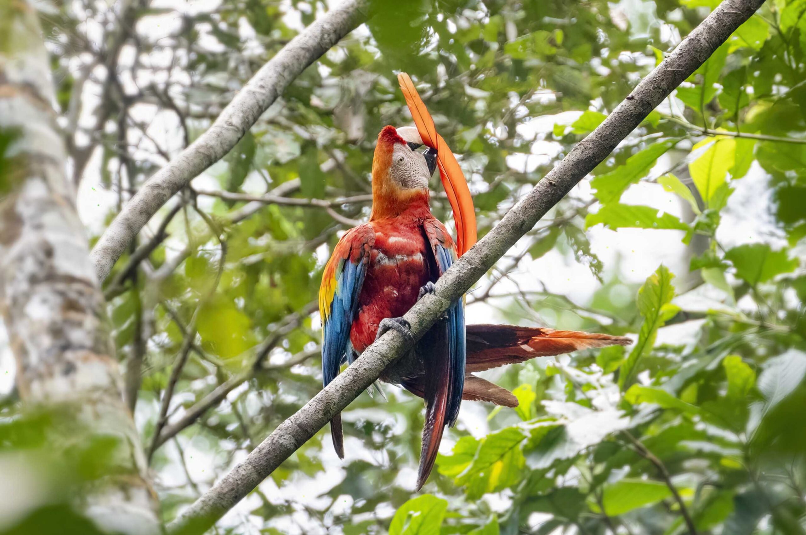 Photographed in The Amazon Rainforest, Ecuador by Tamara Lackey