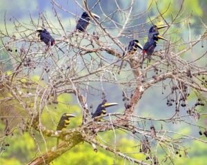 toucan, amazon rainforest, ecuador, tamara lackey, nikon, photography workshop