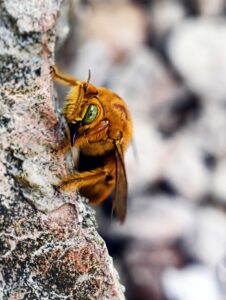 Angry Bee, Yucatan, Mexico, Nikon, Tamara Lackey