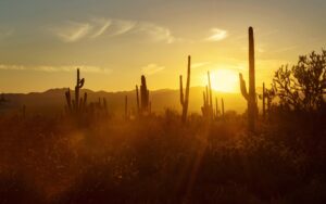 Tucson, Arizona, cactus, dessert, Nikon Ambassador Tamara lackey