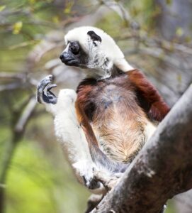 lemurs, duke lemur center, Tamara Lackey, Wildlife Photography, Photography Workshop, nikon