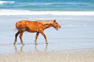 corrola, north carolina, wild horses, tamara lackey, nikon, photography workshop