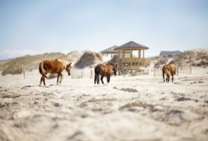 Wild Spanish Colonial Mustangs, Corolla, North Carolina - Photo by Tamara Lackey, Nikon
