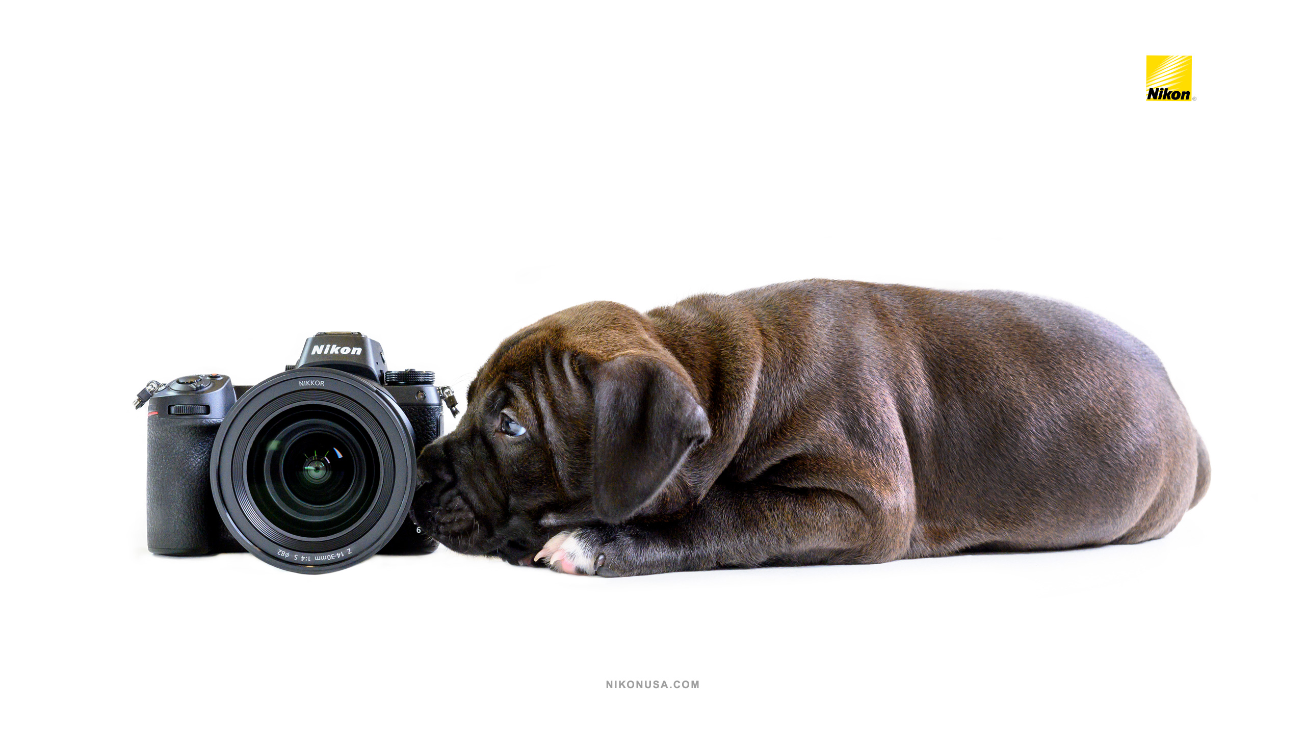 Tamara Lackey Nikon Puppies and Gear