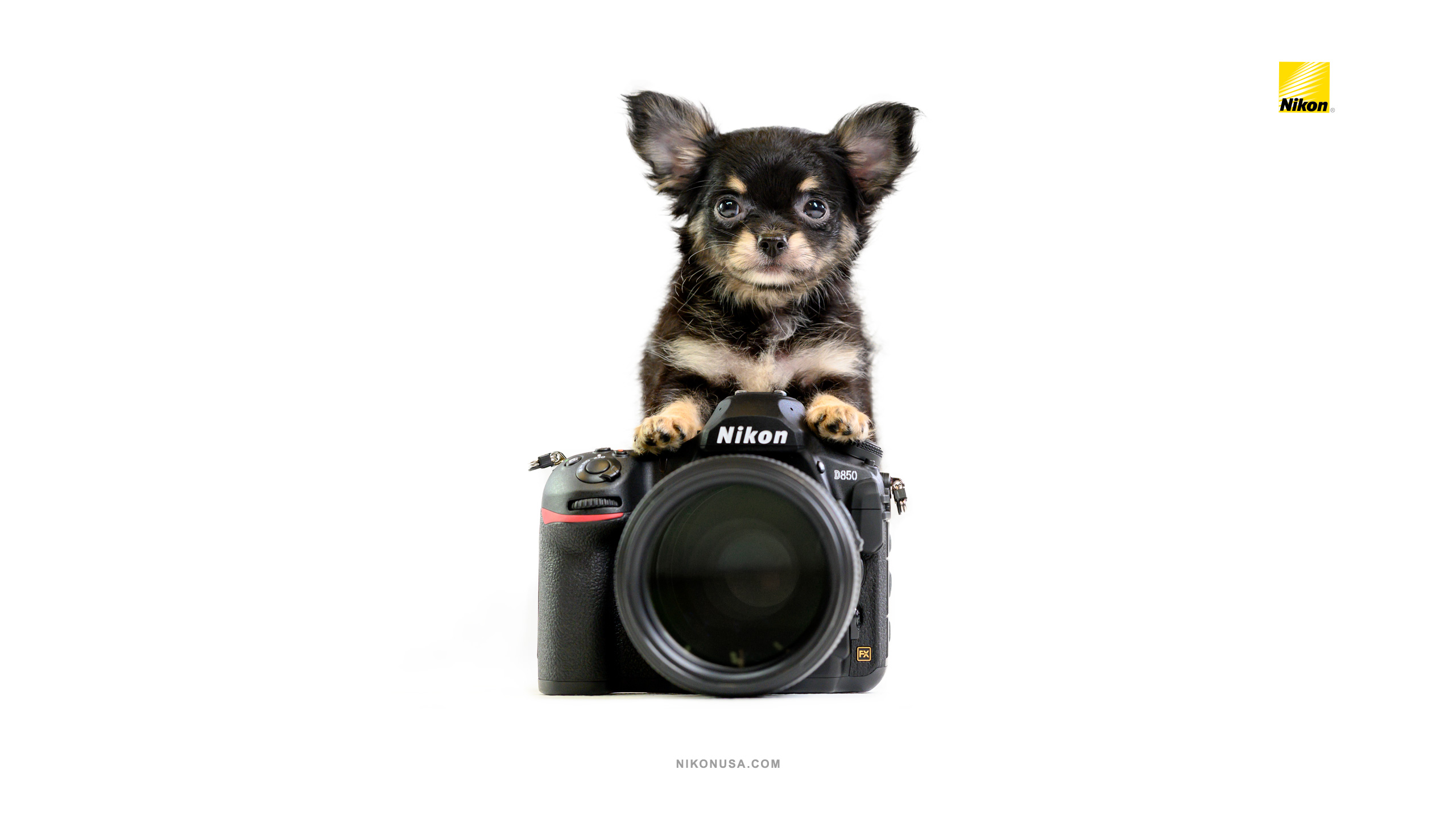 Tamara Lackey Nikon Gear and Puppies