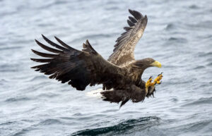 Sea Eagles, Norway Tamara Lackey, Wildlife Photography, Photography Workshop, Nikon