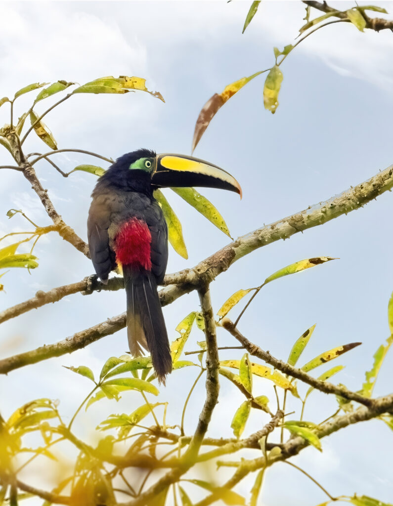 Toucan, wildlife photography, bird photography, destination photography workshop, Amazon Rainforest, Tamara Lackey, nikon z9, joe mcnally, nikon ambassador