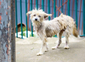 street dogs, ethiopia, addis ababa, nikon, Tamara Lackey, orphanage, rescue dog