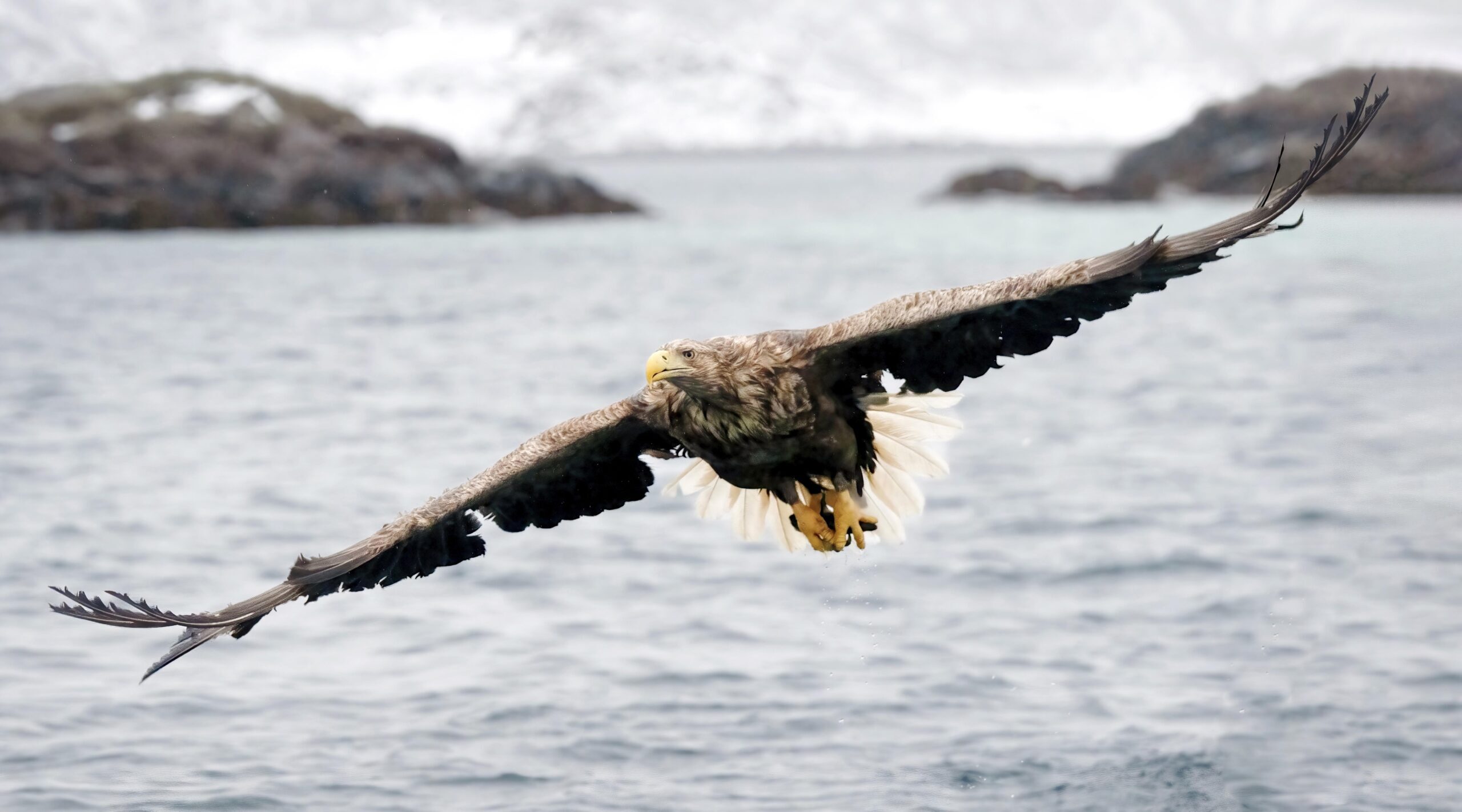 Tamara Lackey, Norway, Nikon Ambassador, Joe McNally, Sea Eagles, Wildlife Photography, Nikon z9