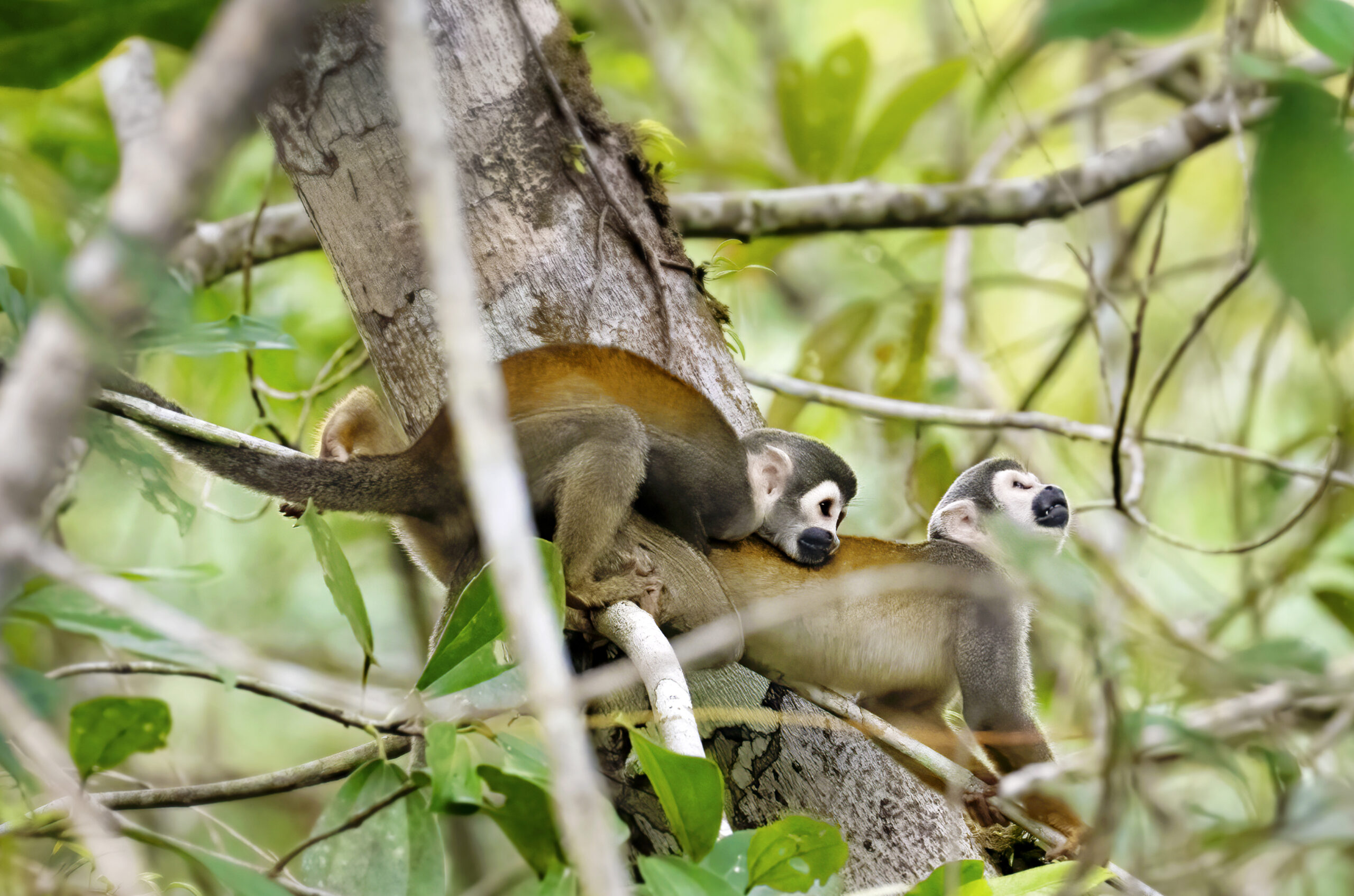 Tamara Lackey _ Monkeys in Amazon Rainforest