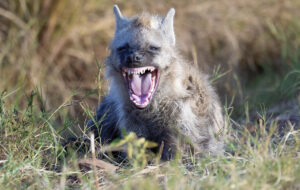 Hyena, Hyena Smile, Kenya, Safari, Tamara Lackey, Wildlife Photography, Photography Workshop