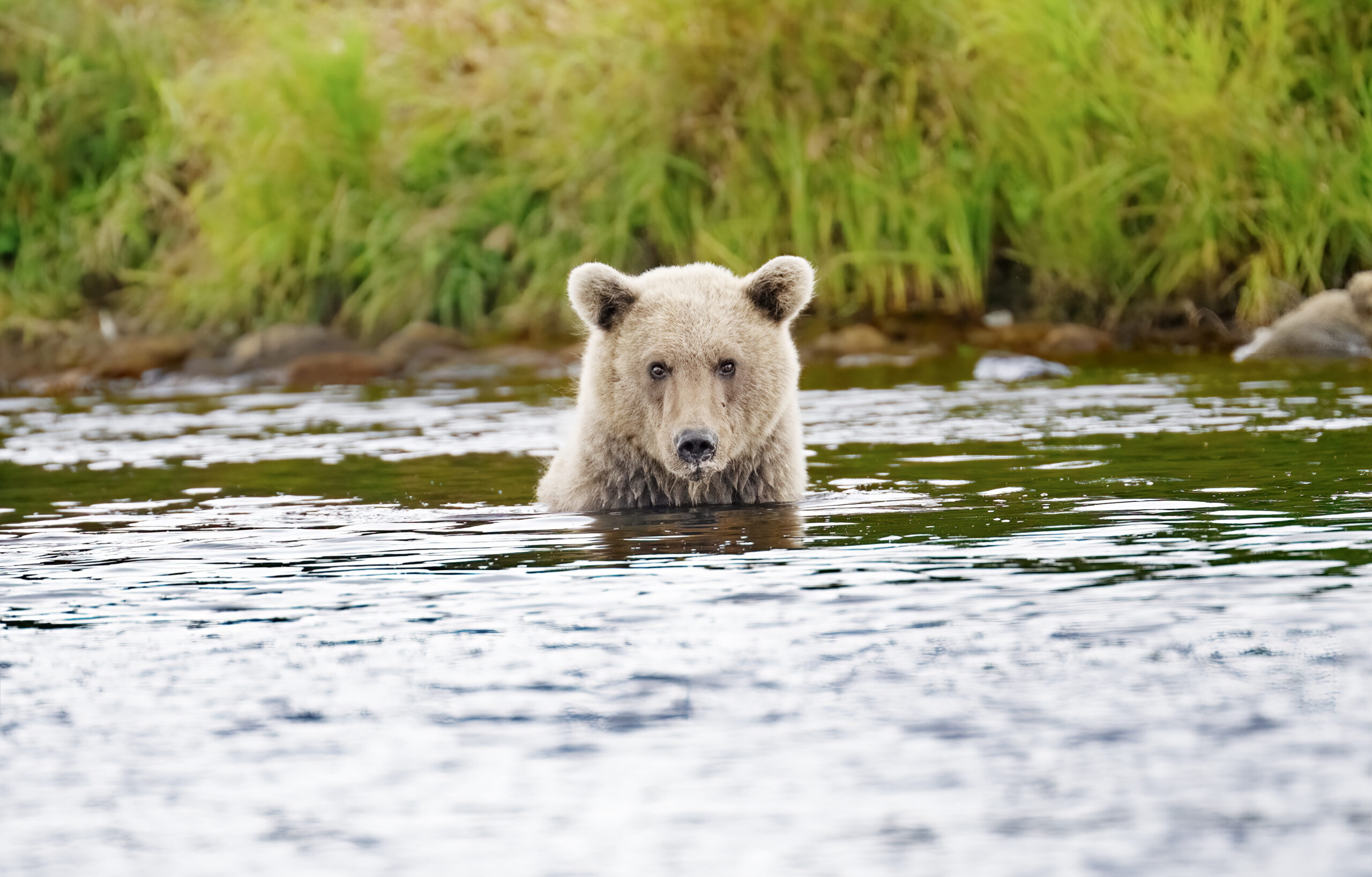 Grizzly Bear in The Alaskan Waters - Photo by Tamara Lackey