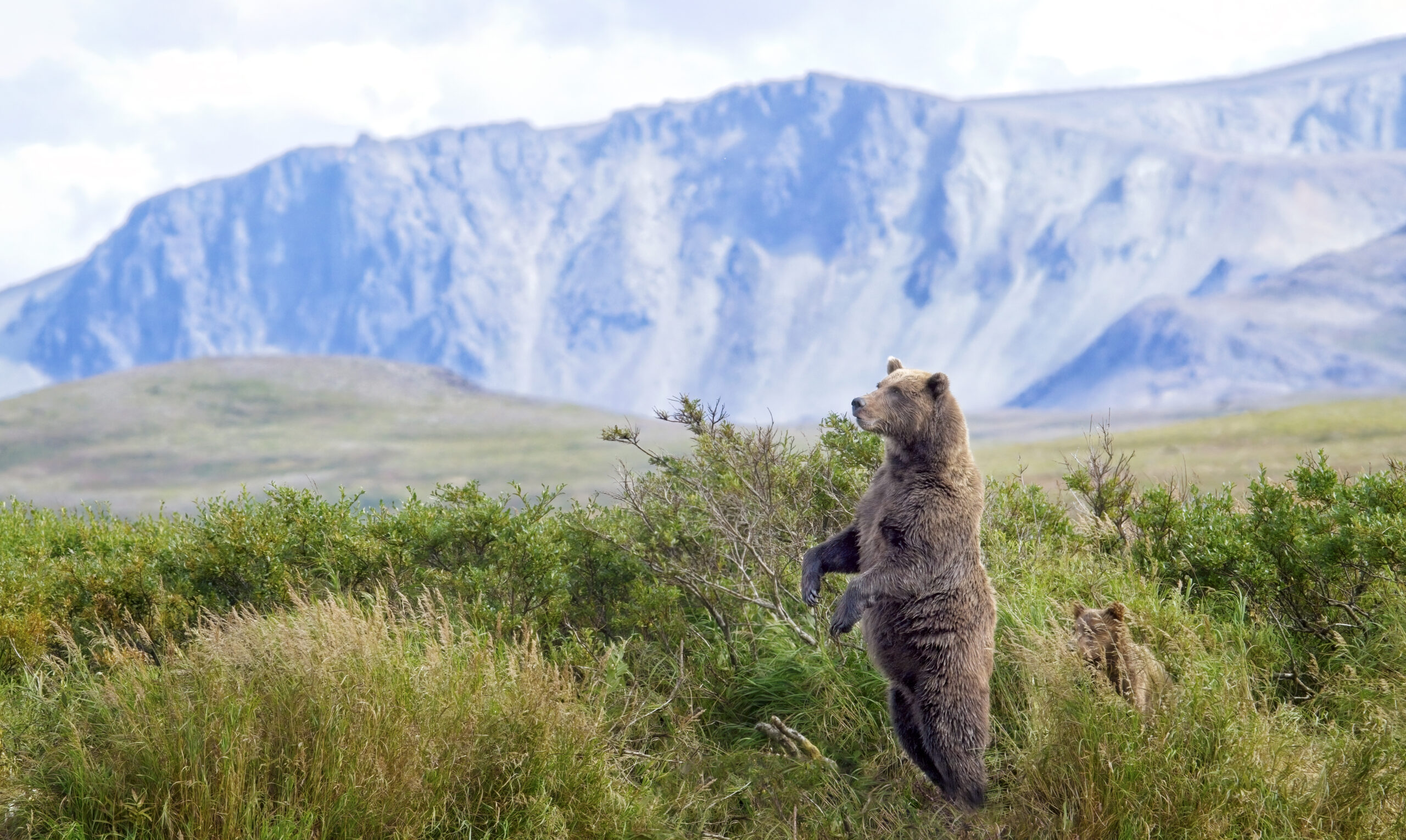 Grizzly Bear, Tamara Lackey, Nikon Ambassador, Kristi Odom