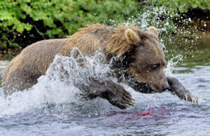 Grizzly Bear, Salmon, Fishing, Photo, photography workshop, Nikon Ambassador, Tamara Lackey