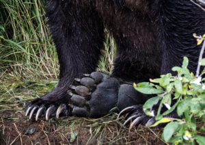 Alaskan Wilderness, Grizzly Bear, Bear Claws, Tamara Lackey, Nikon , Z8, Nikon Ambassador