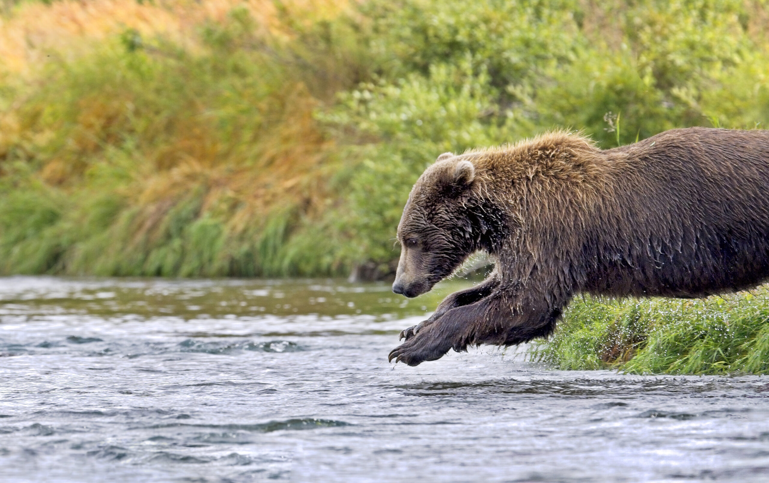 Grizzly Bear Dive - Photo by Tamara Lackey