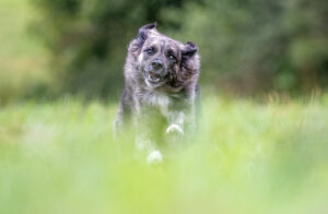 Rescue Pup, animal rescue, Beautiful Together Animal Sanctuary, Tamara Lackey, Nikon Ambassador