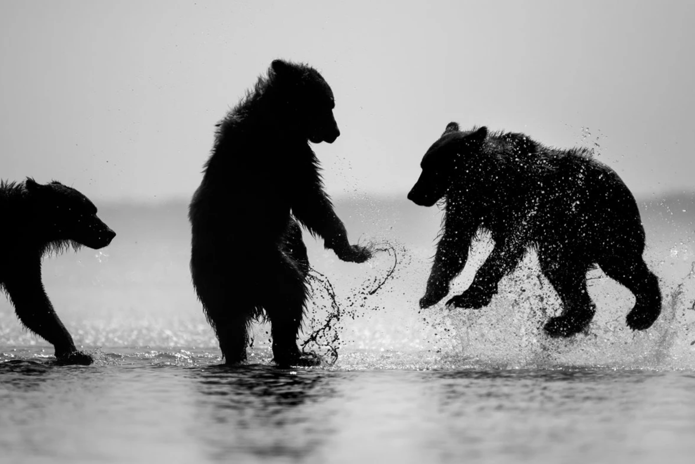 Grizzly Bears At Play - Alaskan Workshop with Tamara Lackey and Kristi Odom