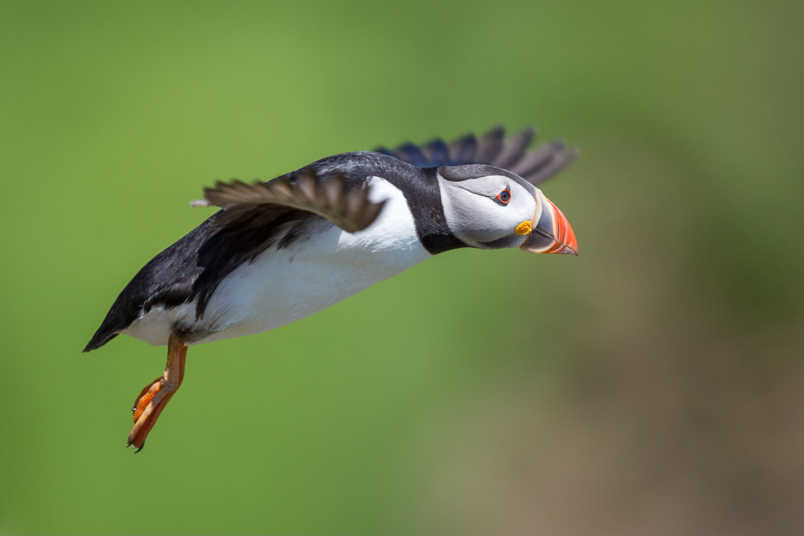 Puffin in Ireland