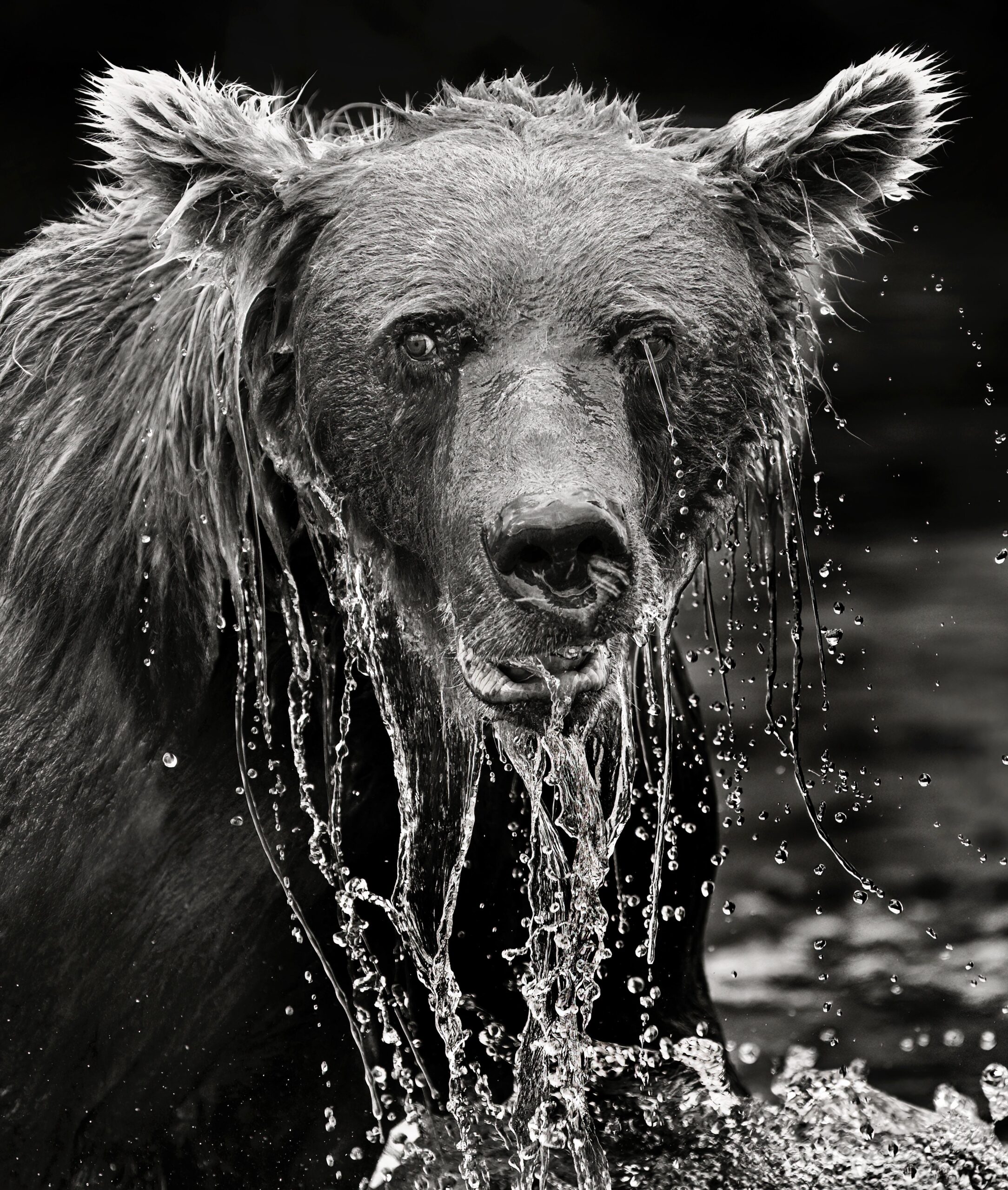Grizzly Bears Tamara Lackey