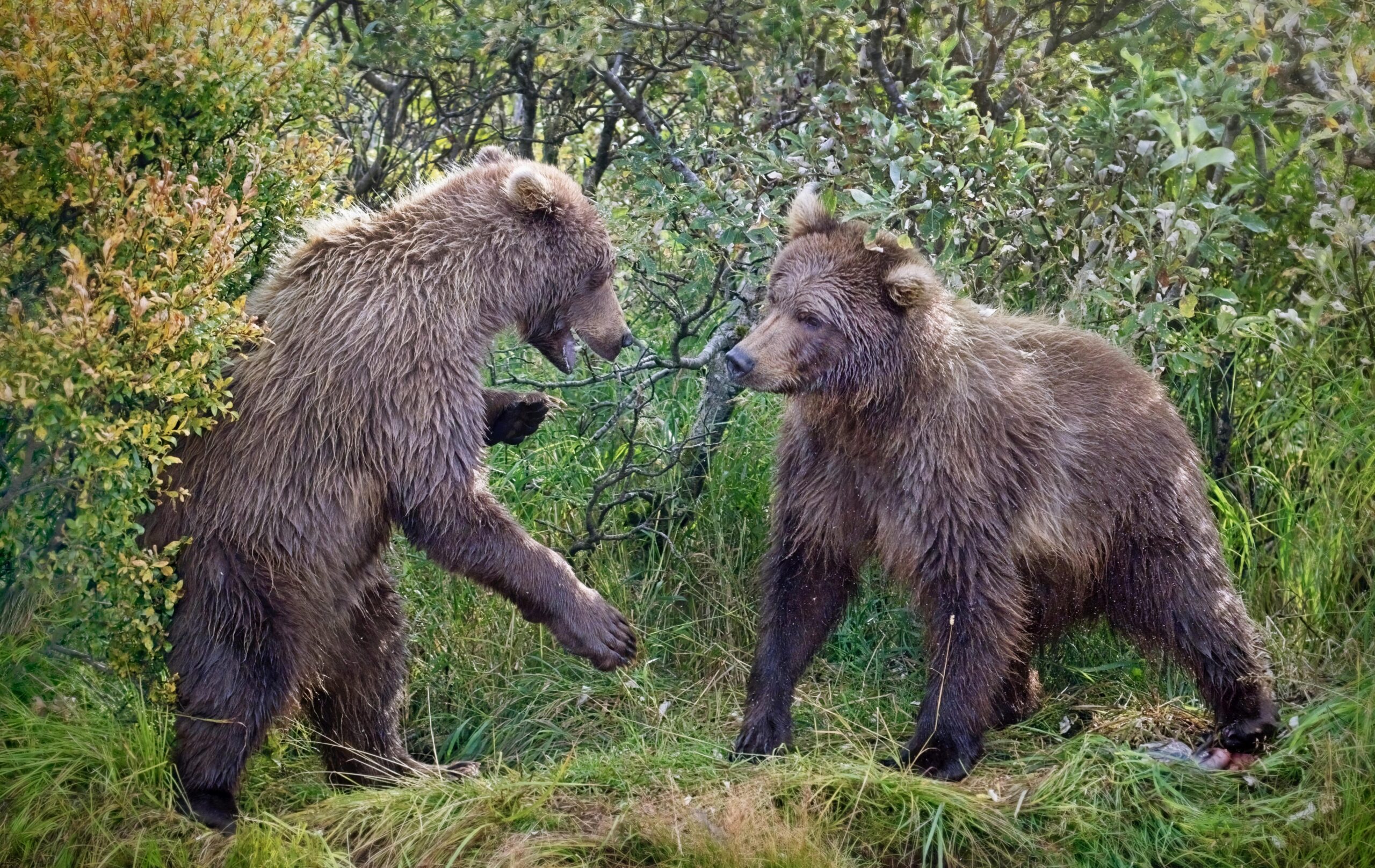 Tamara Lackey Nikon Ambassador Grizzly Bears Photography Workshop with Michelle Valberg