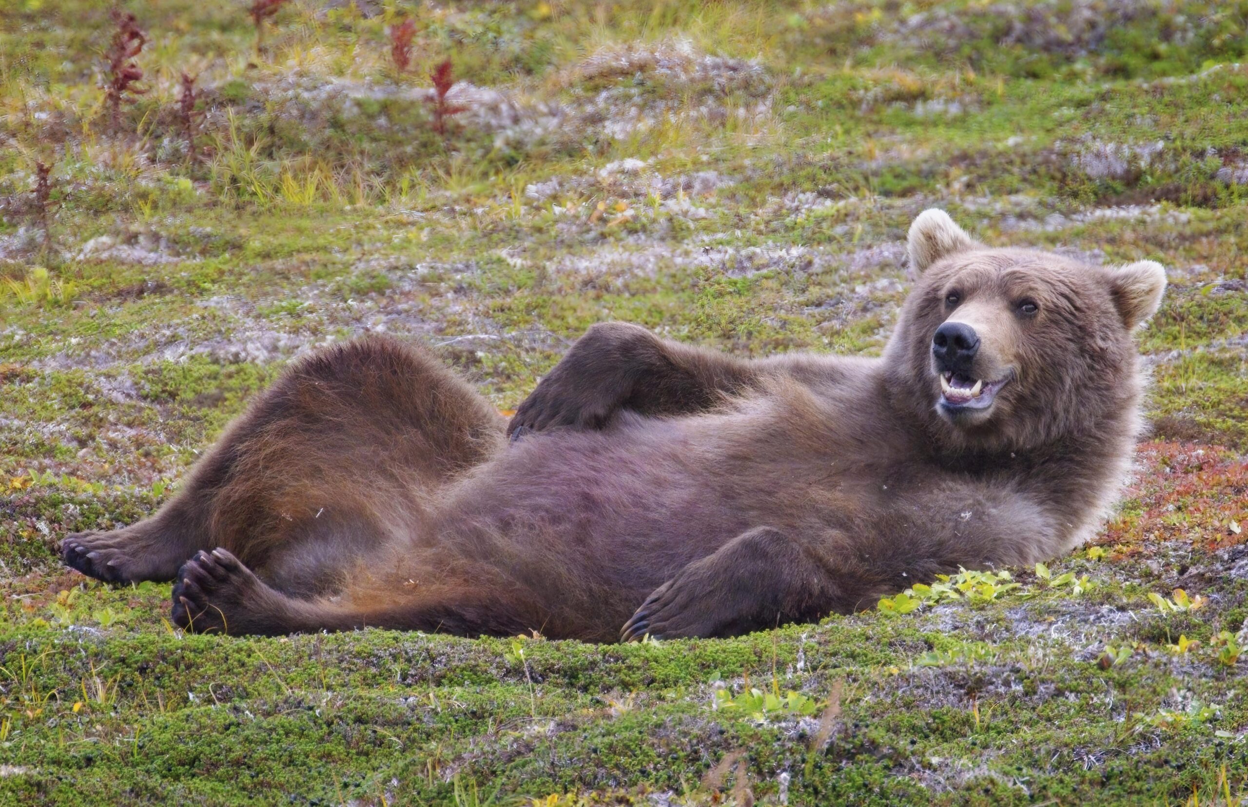 Tamara Lackey Nikon Ambassador Grizzly Bears Photography Workshop