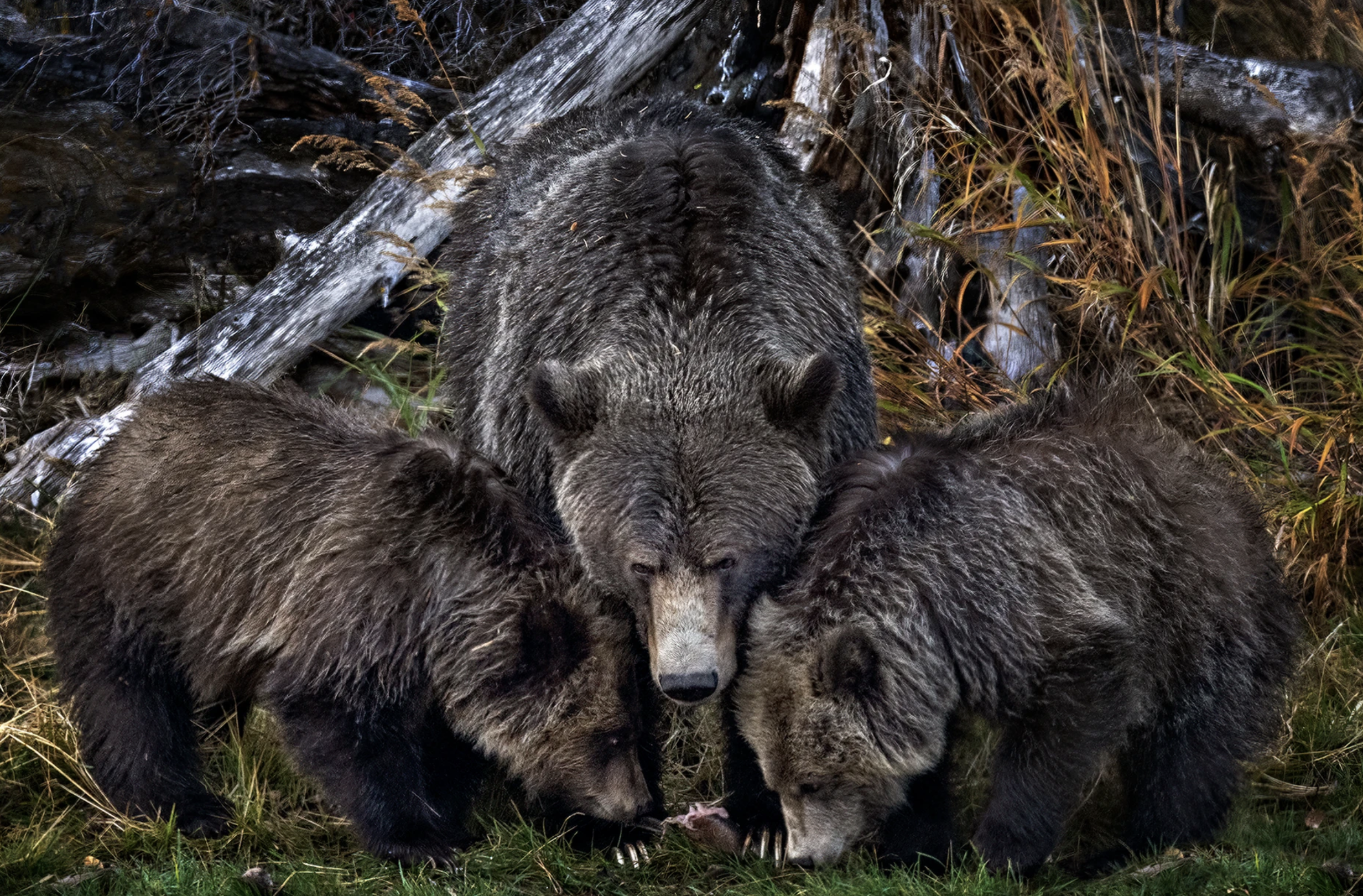 Tamara Lackey Nikon Ambassador Grizzly Bears Photography Workshop