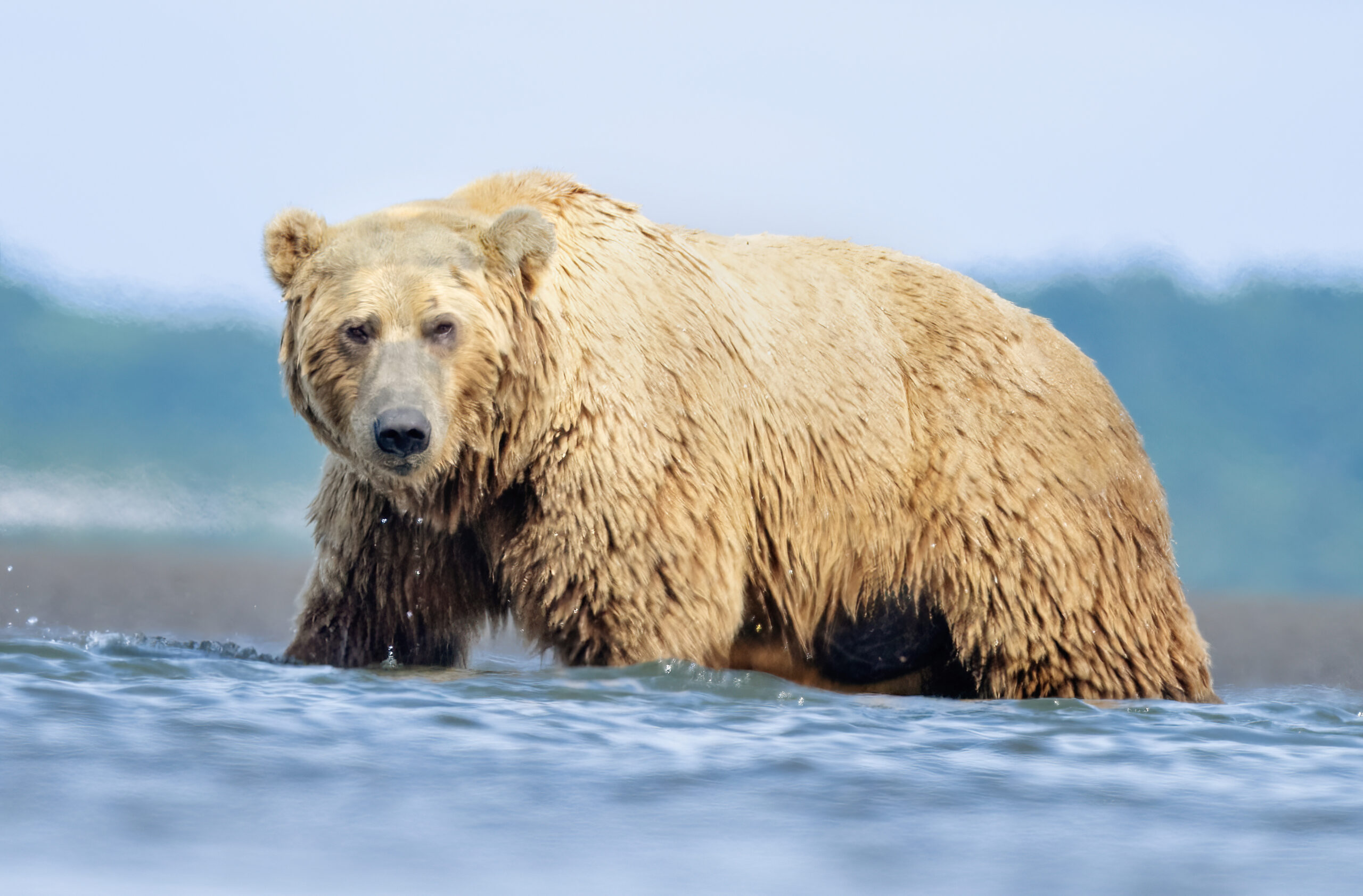 Tamara Lackey Alaska Grizzly Bear Workshop