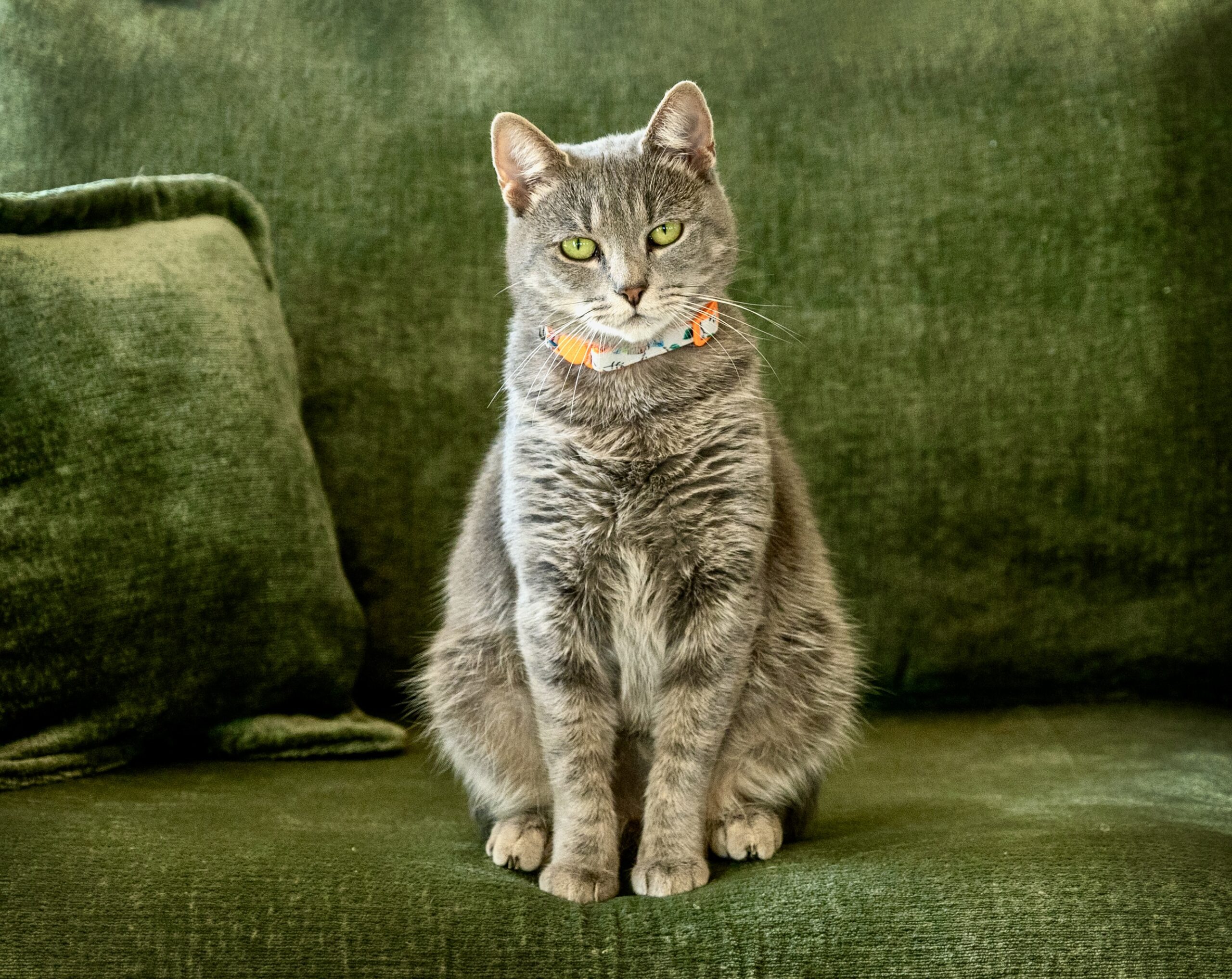 Pet Portraits_Tamara Lackey Nikon Ambassador