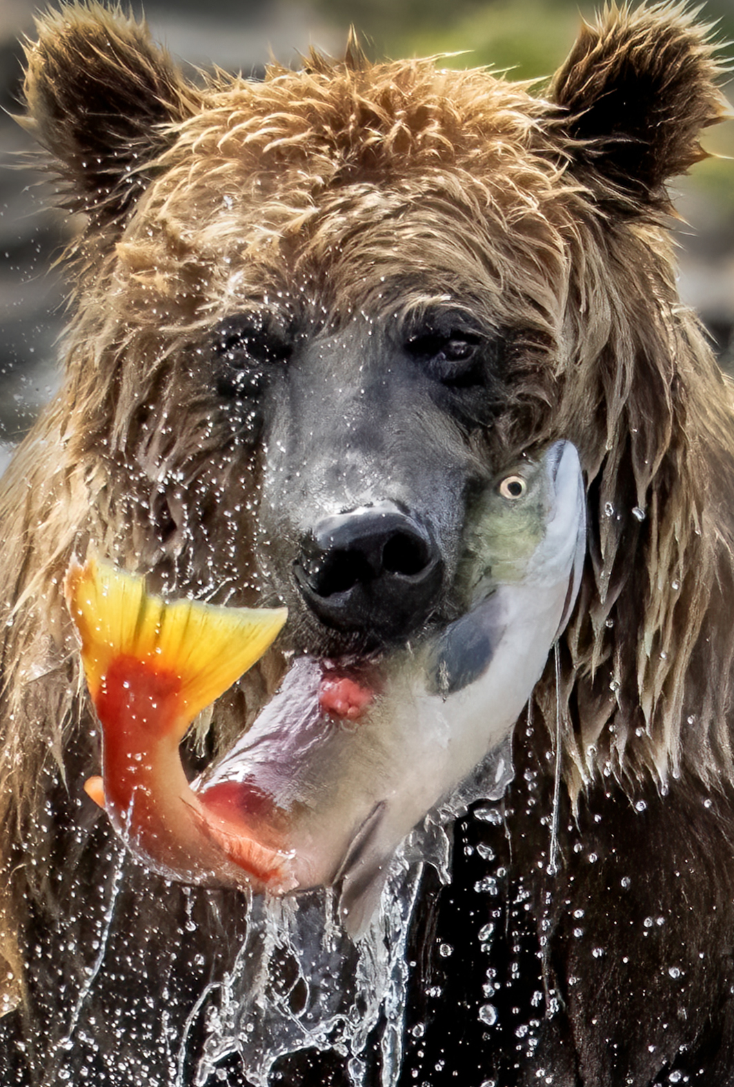 Alaska_2025 Tamara Lackey