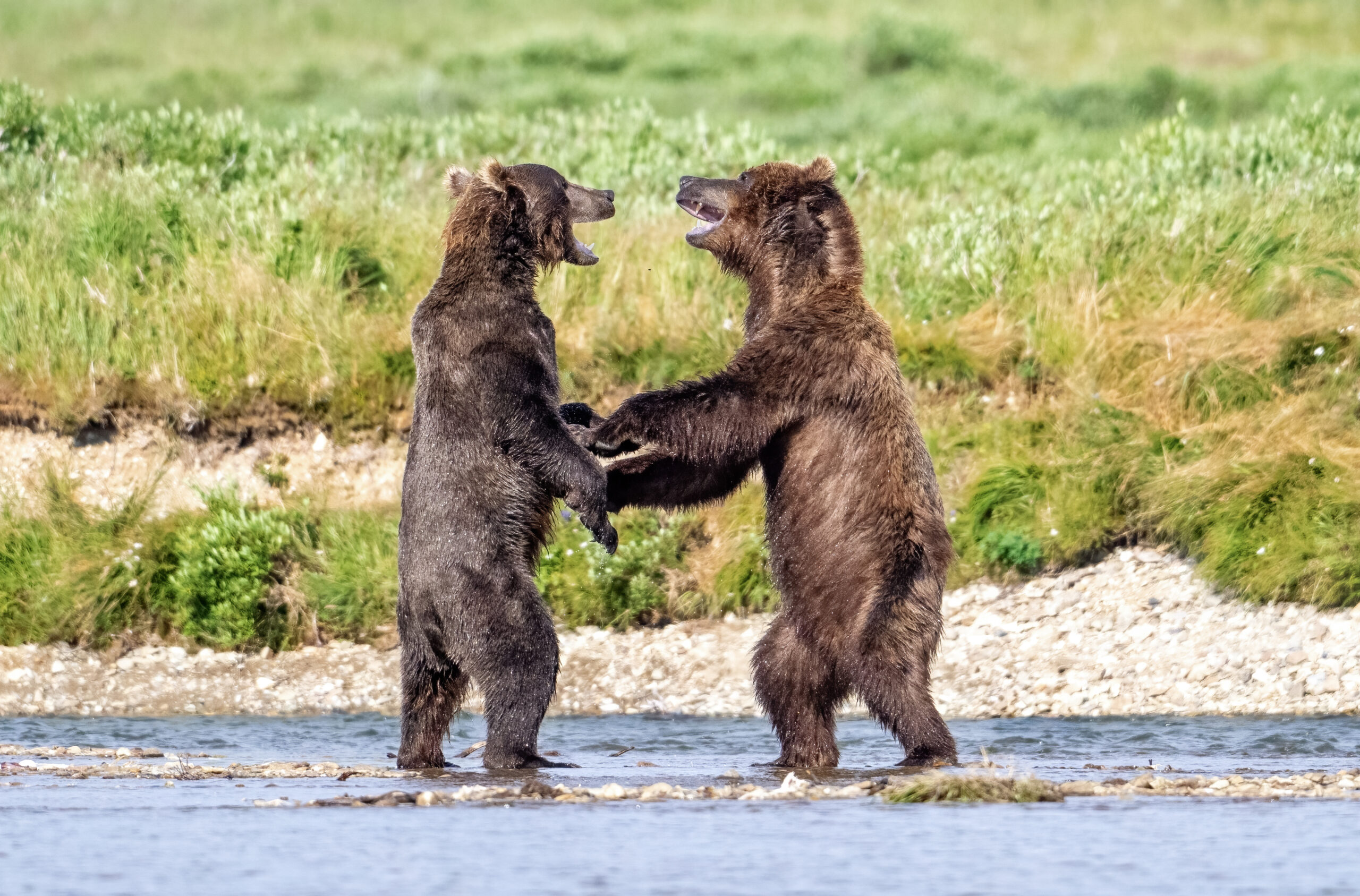 Alaska Tamara Lackey